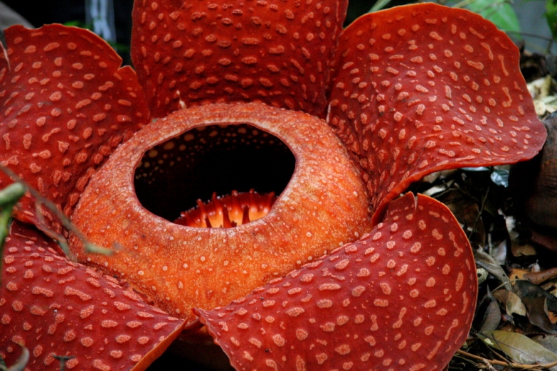 Раффлезия - рамый большой цветок в мире