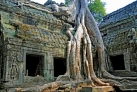 Дерево Баньян выросшее на храме