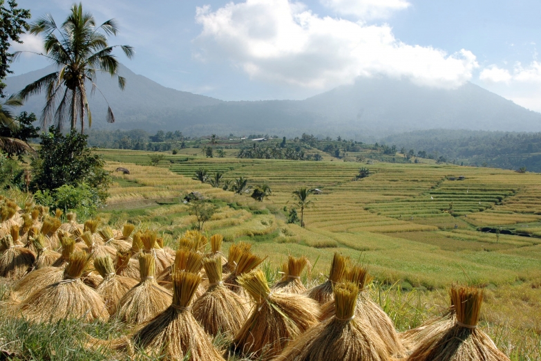 Жатва на рисовых полях Бали