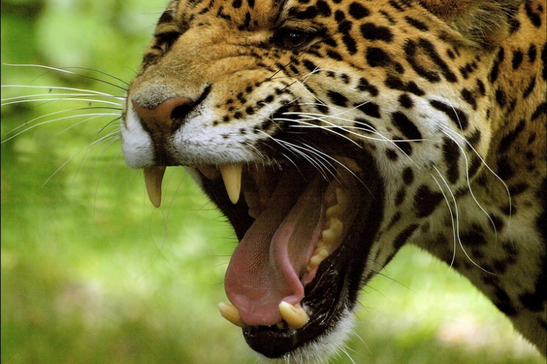 Дикий леопард в джунглях Явы