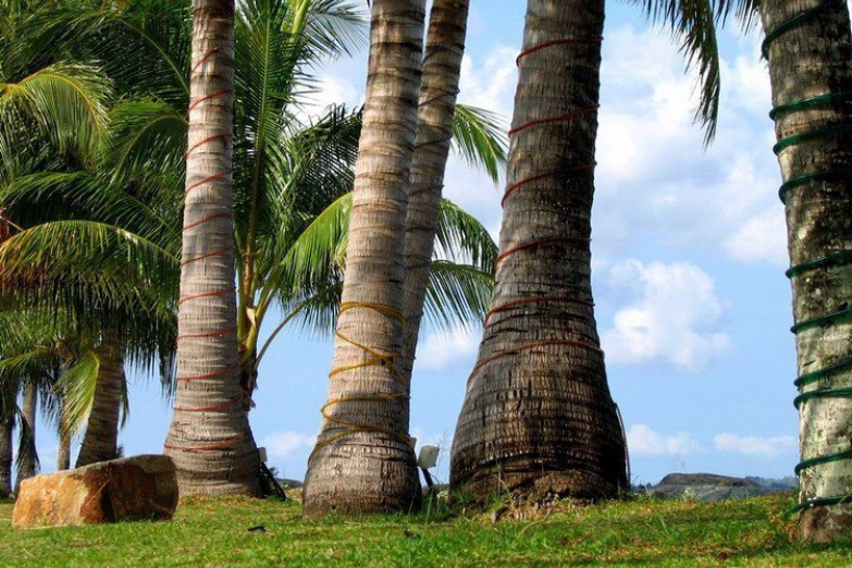 Роща кокосовых пальм