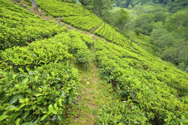Высокогорная чайная плантация