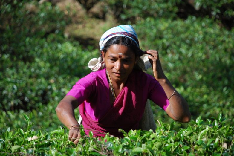 Сбор чая на высокогорной плантации