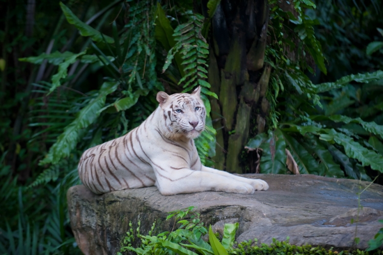 Тигр в зоопарке Сингапура