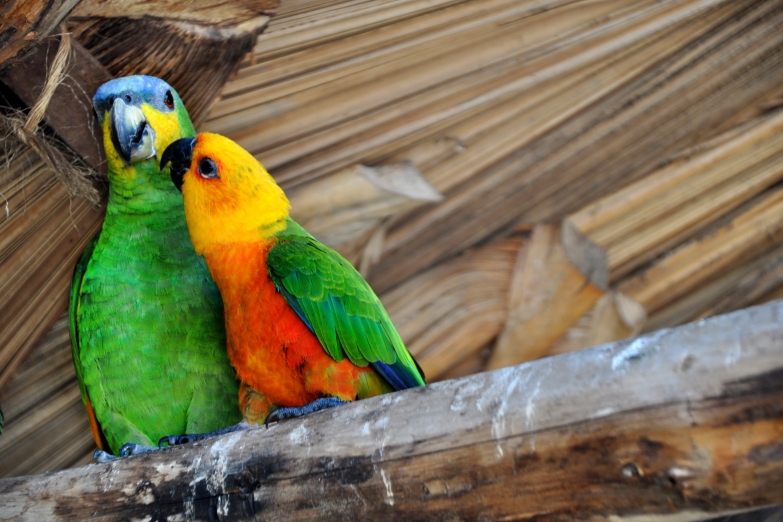 Трогательные попугайчики