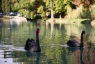 Черные лебеди в парке