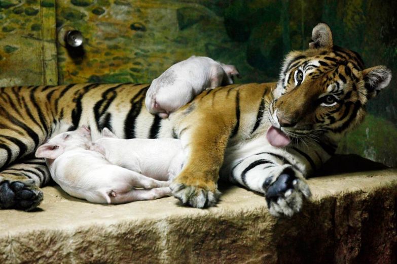 Тигриный зоопарк Сирача